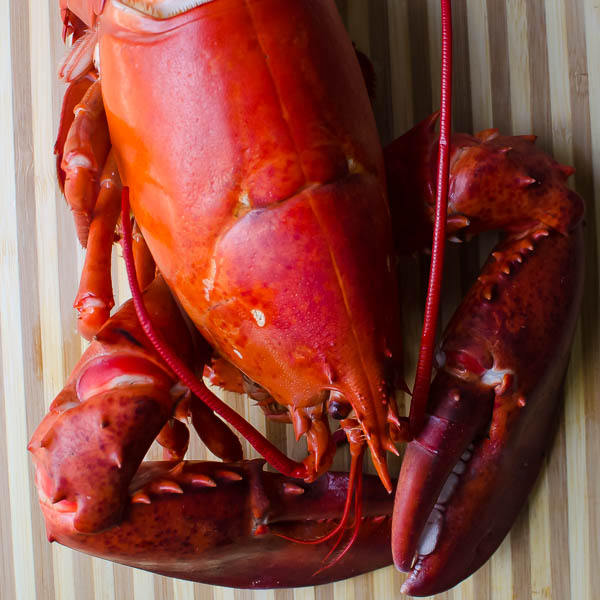 cooked maine lobster