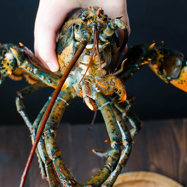 a hand holding a live lobster