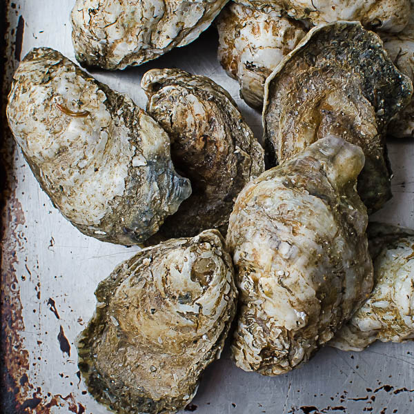Rappahannock River oysters