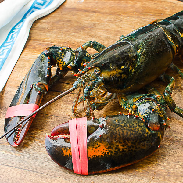 Live Maine Lobster.