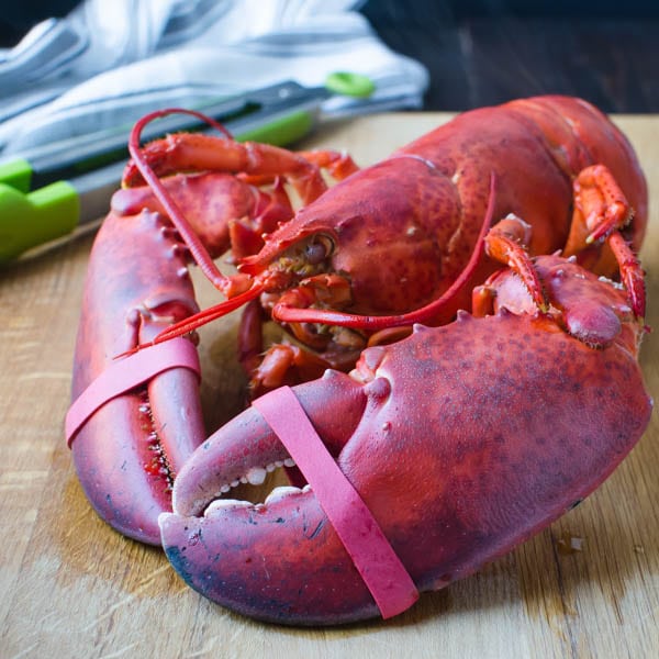 fresh steamed maine lobster