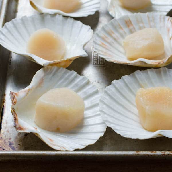 sea scallops in their shells