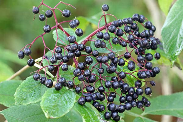 Elderflower berries on a tree.