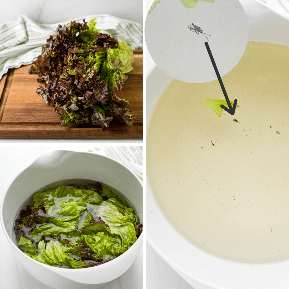 A series of photos of washing the leafy greens for garden green salad and the remnants of what's left (including a bug) after washing.
