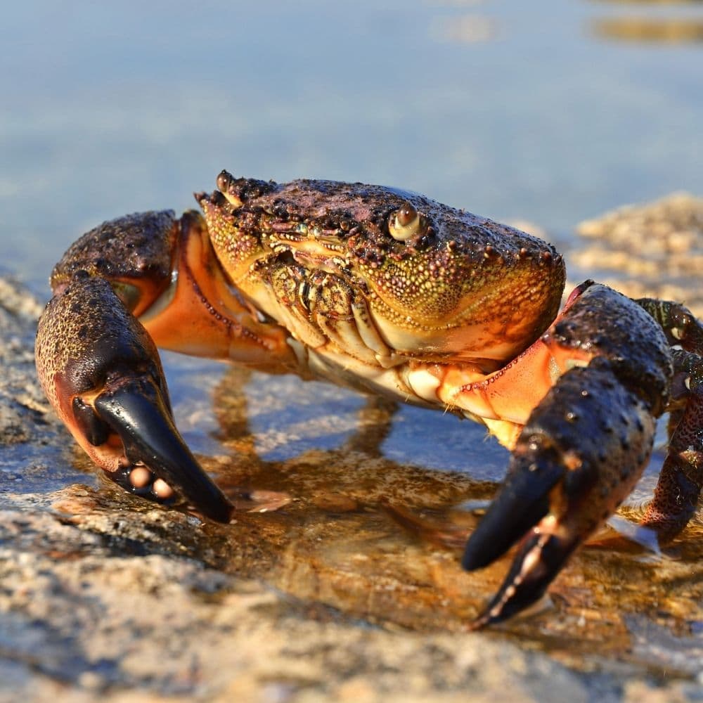 A live stone crab.