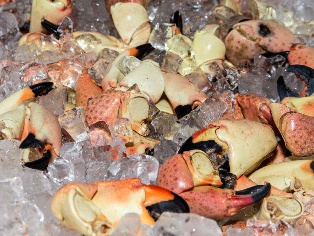 stone crab claws on ice.