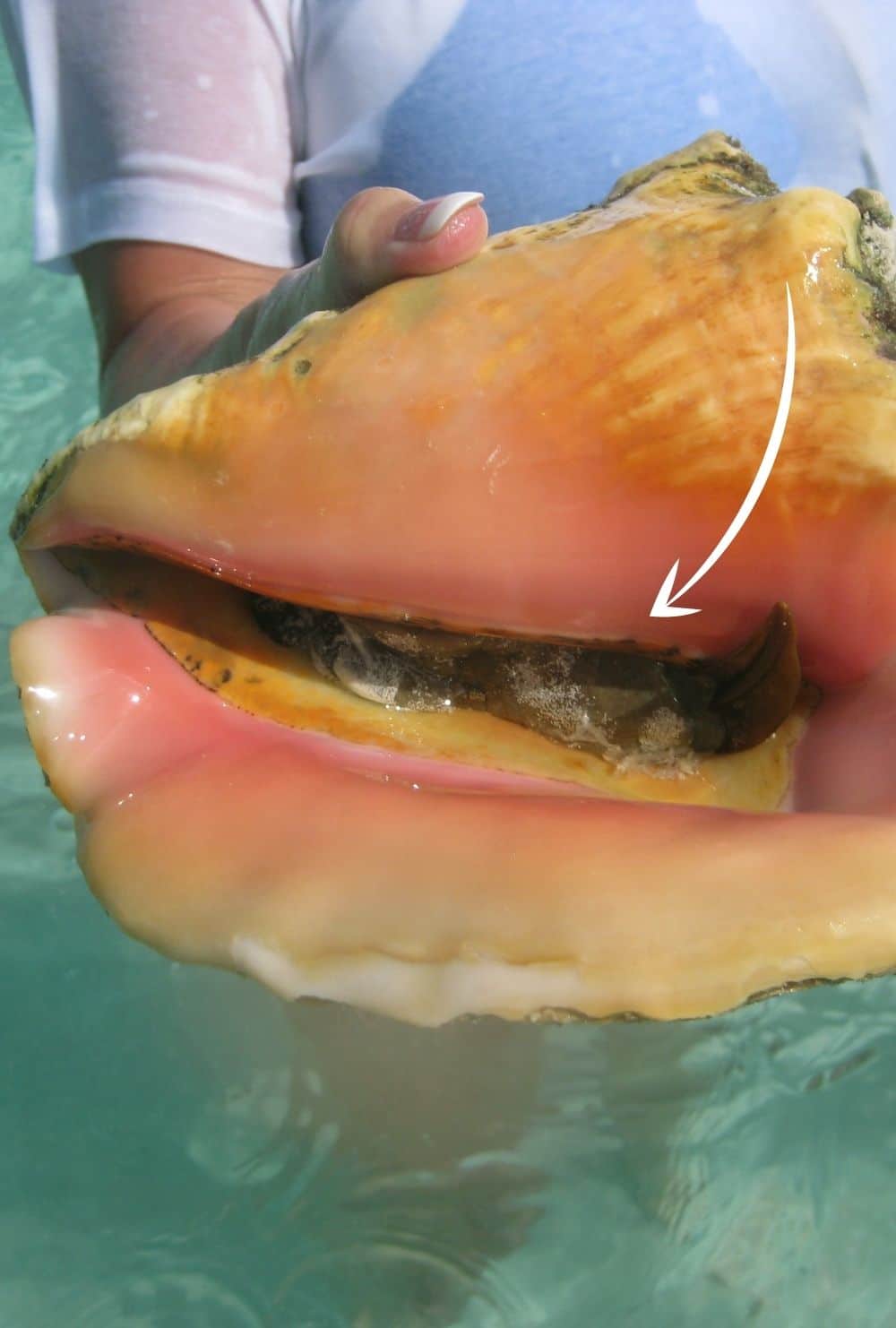 live conch in its shell.