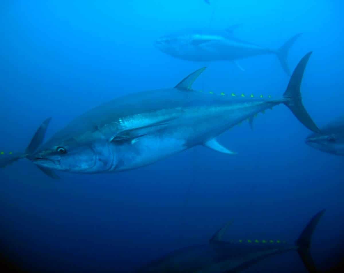 yellowfin tuna swimming in the ocean.
