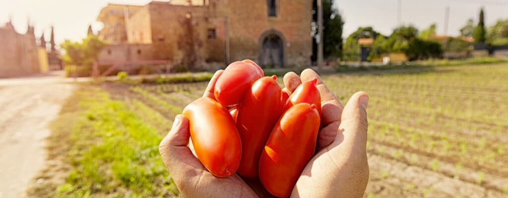 holding a handful of fresh picked San Marzano tomatoes before canning.
