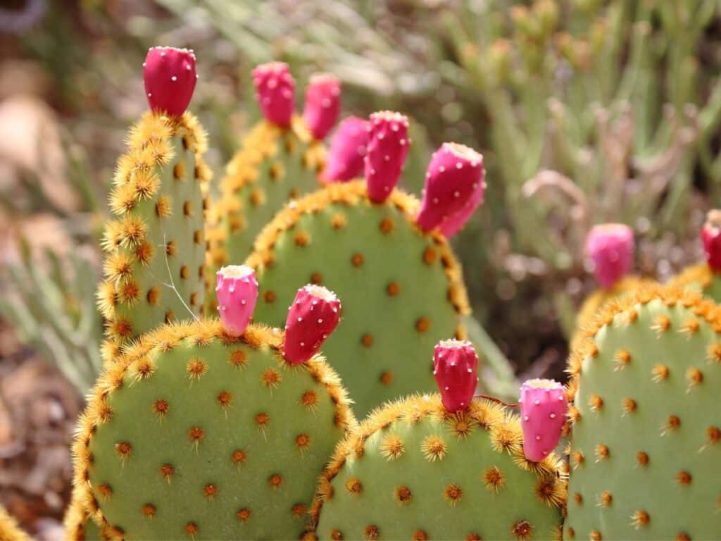 Prickly pears on a cactus in the desert.