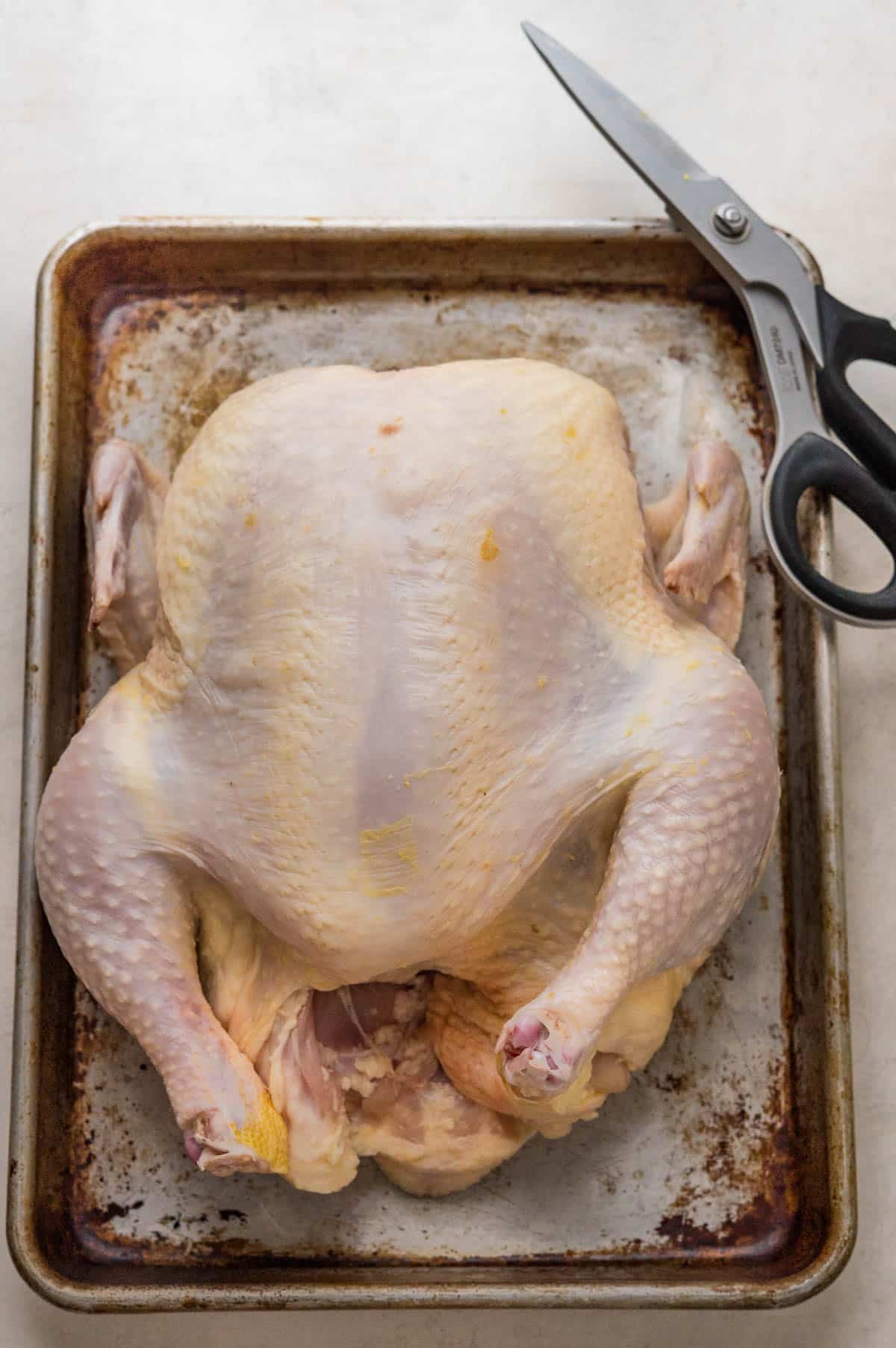 A whole chicken breast side up on a sheet pan with a pair of shears.