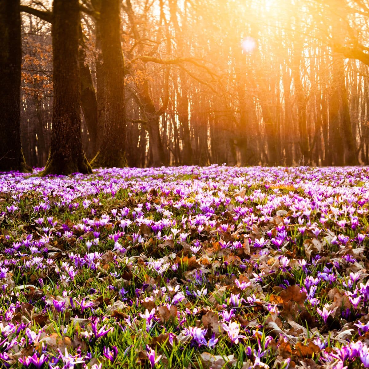 a field of crocus flowers from which saffron is derived.