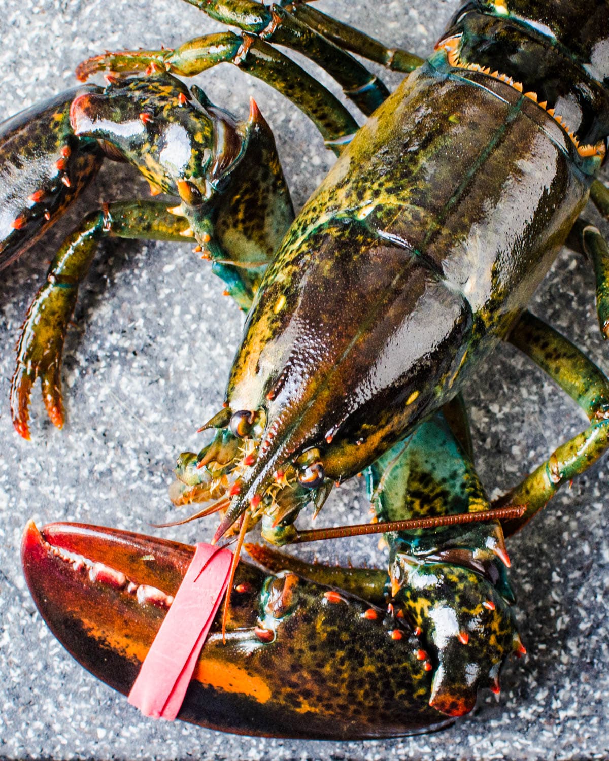 a live Maine lobster with bands around the claws.