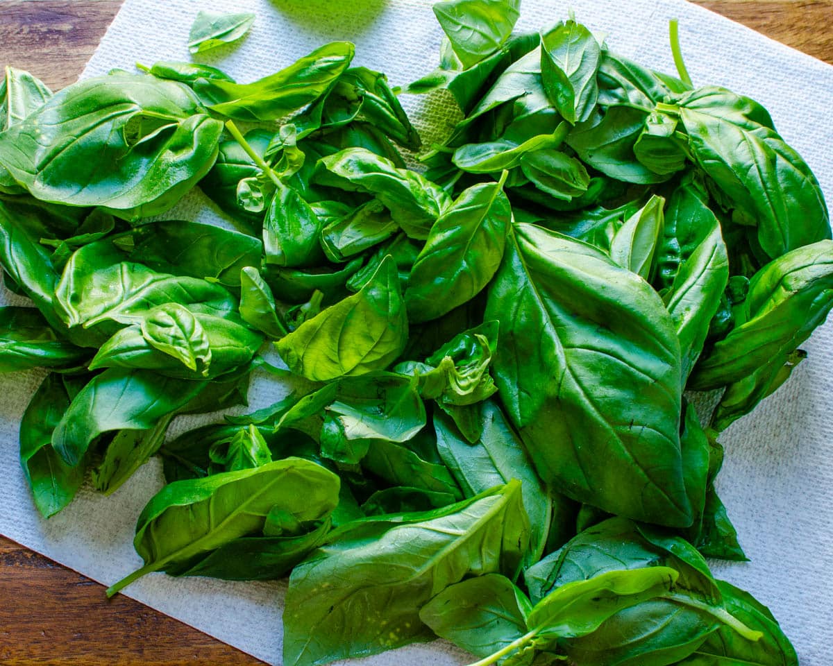 Fresh washed and dried basil leaves.
