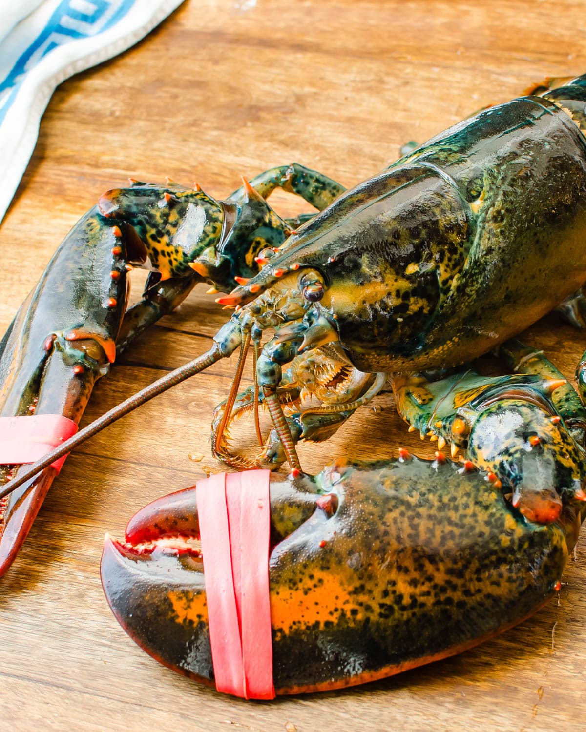 A live Maine lobster.