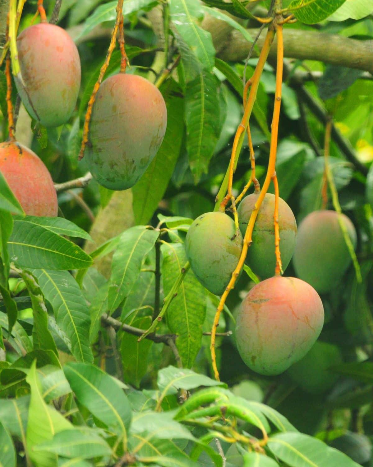 a mango tree loaded with fruit.