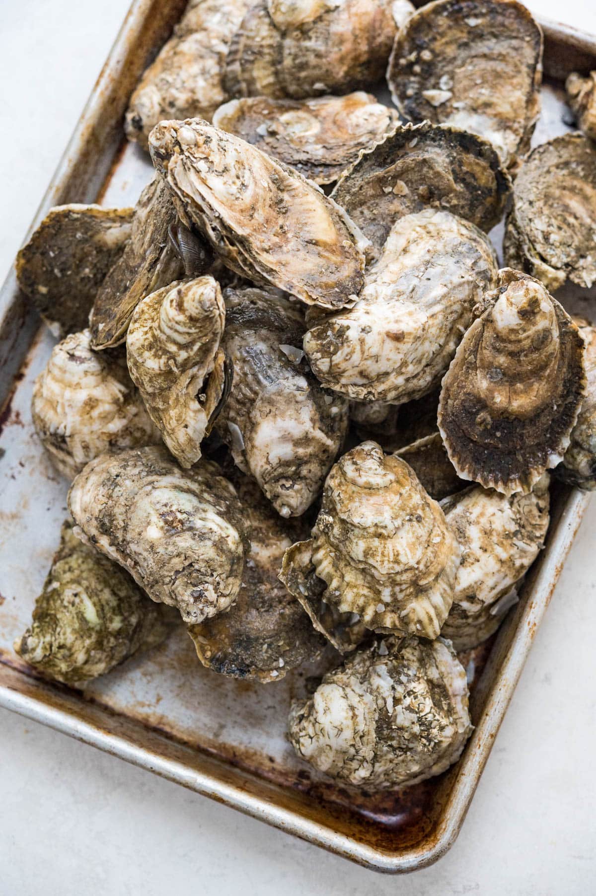 Oysters in their shell.