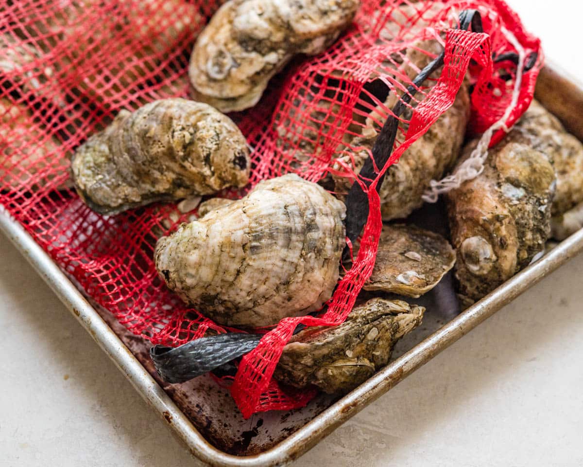 oysters in a mesh bag.