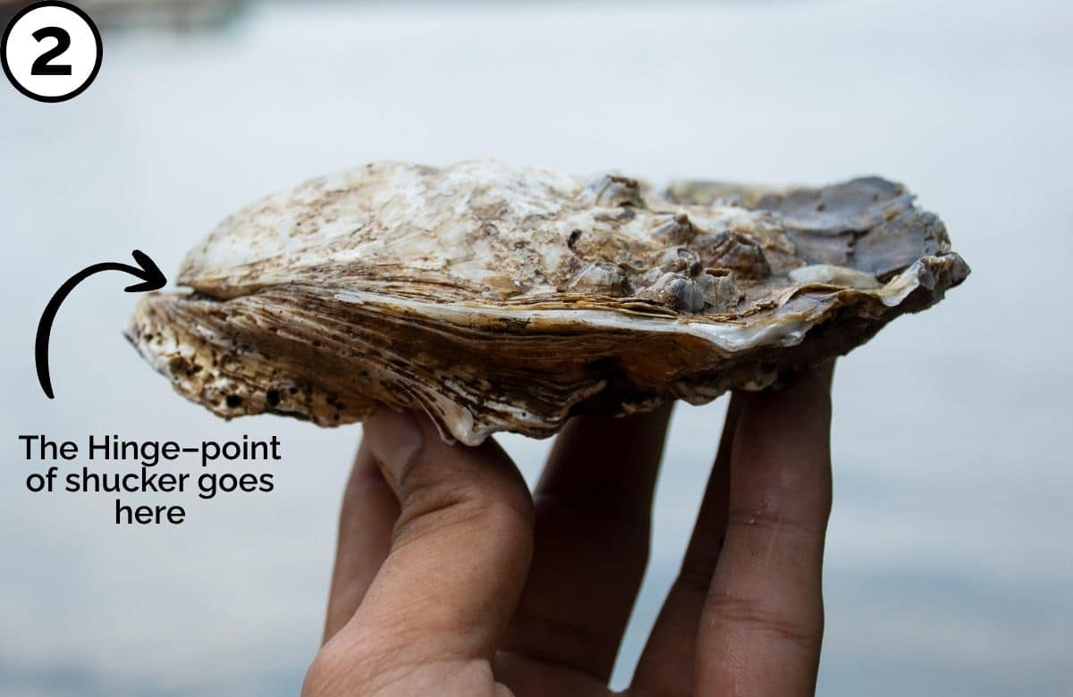 a whole oyster, showing where the hinge is and where the end of the knife should go.
