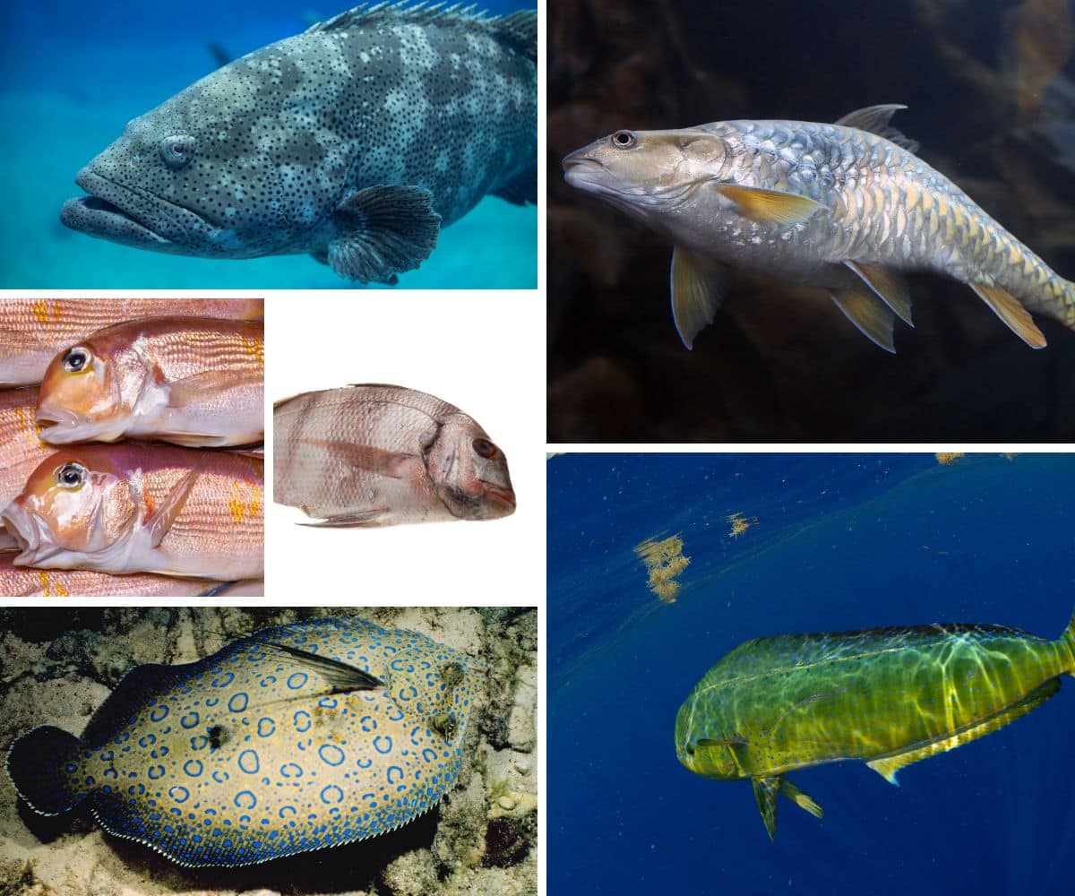 A collage of different fish perfect for stock.